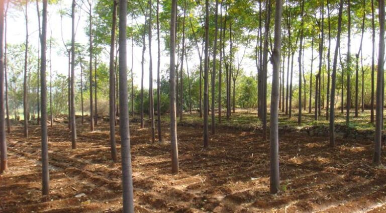 Malabar Neem Farming, Business Ideas, Low Investment business ideas