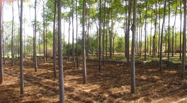 Malabar Neem Farming, Business Ideas, Low Investment business ideas