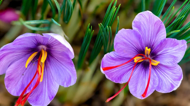 how to setup an indoor saffron farm india