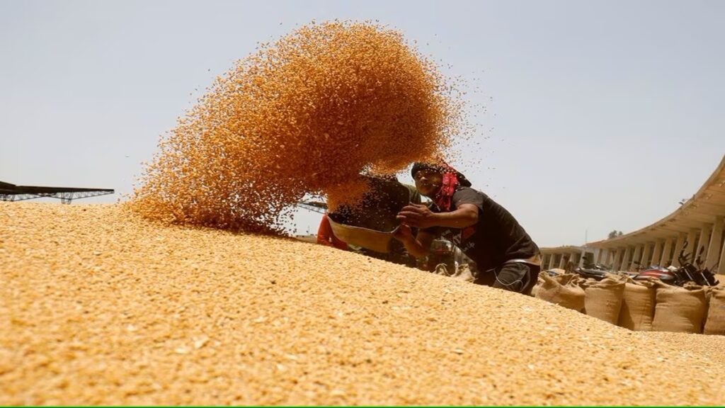 India Grain Production