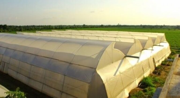 Polyhouse farming in Rajasthan enables year-round cultivation by controlling temperature, moisture, and irrigation, significantly increasing crop yields and farmer incomes.