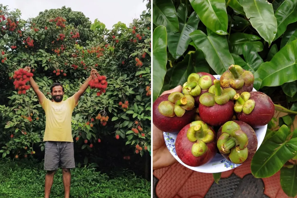 Mangosteen vs Avocado: Is Mangosteen the Next Avocado in India? mangosteen, avocado, mangosteen vs avocado, superfruits India, tropical fruit farming, mangosteen cultivation, profitable crops India, Kerala agriculture, Indian farmers, fruit exports, exotic fruits, farming trends India