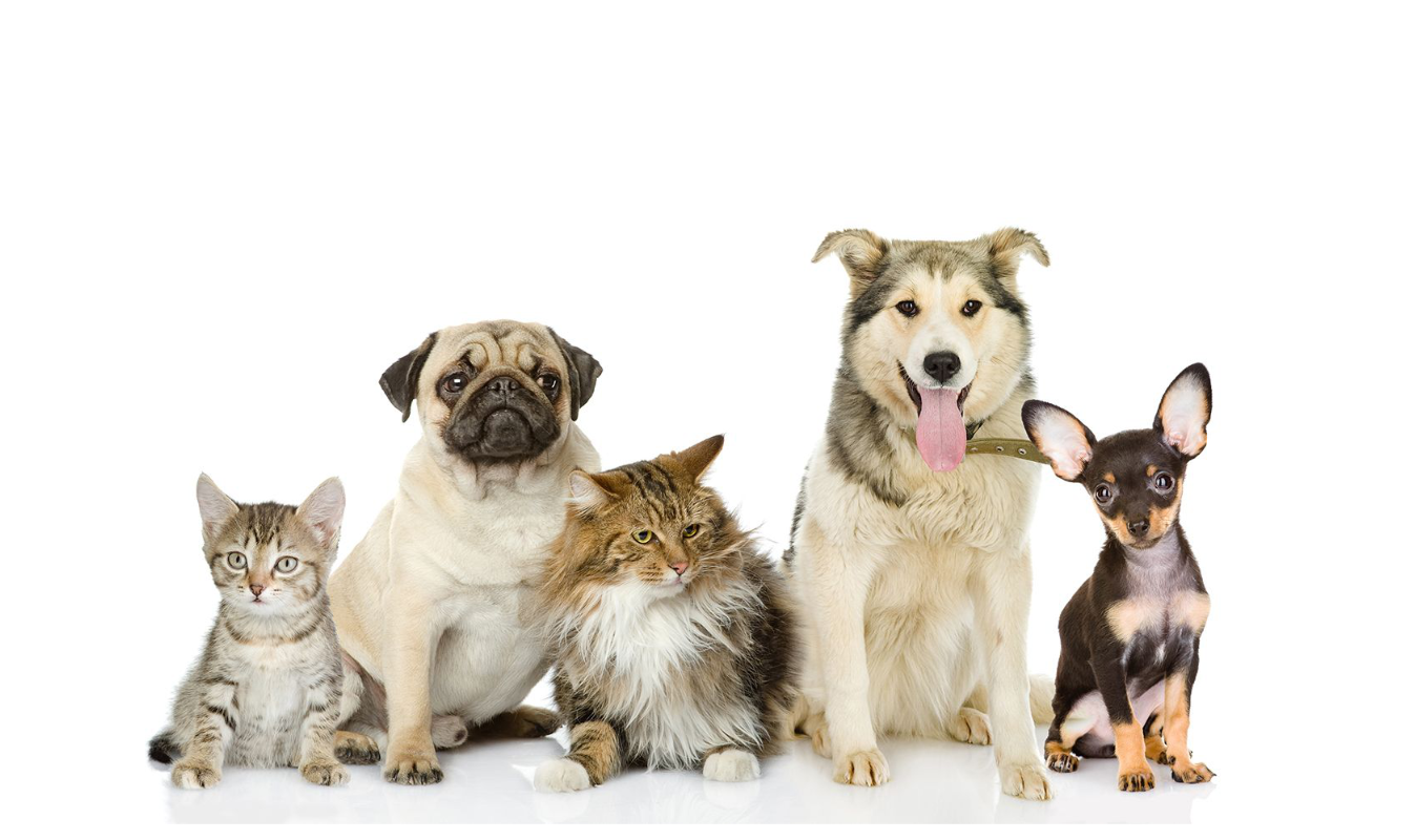 Pawzeeble, pet care India, pet parenting, pet tech startup, Sheru AI, pet insurance India, Yash Sathe, Pune startup, digital pet records, vet booking app, pet grooming India, HDFC ERGO pet insurance, pet health app, Indian pet community, pet wellness platform