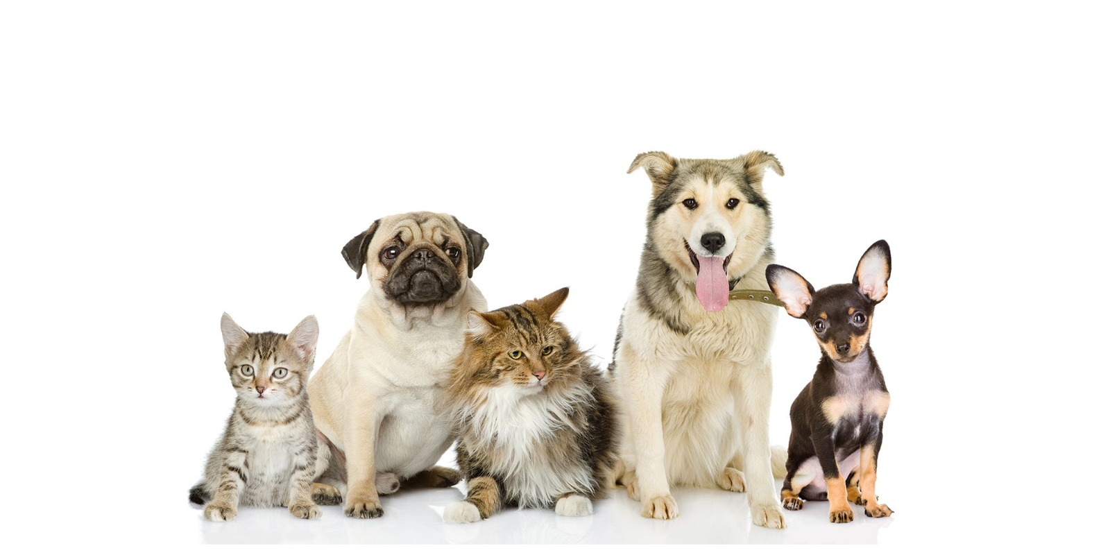 Pawzeeble, pet care India, pet parenting, pet tech startup, Sheru AI, pet insurance India, Yash Sathe, Pune startup, digital pet records, vet booking app, pet grooming India, HDFC ERGO pet insurance, pet health app, Indian pet community, pet wellness platform