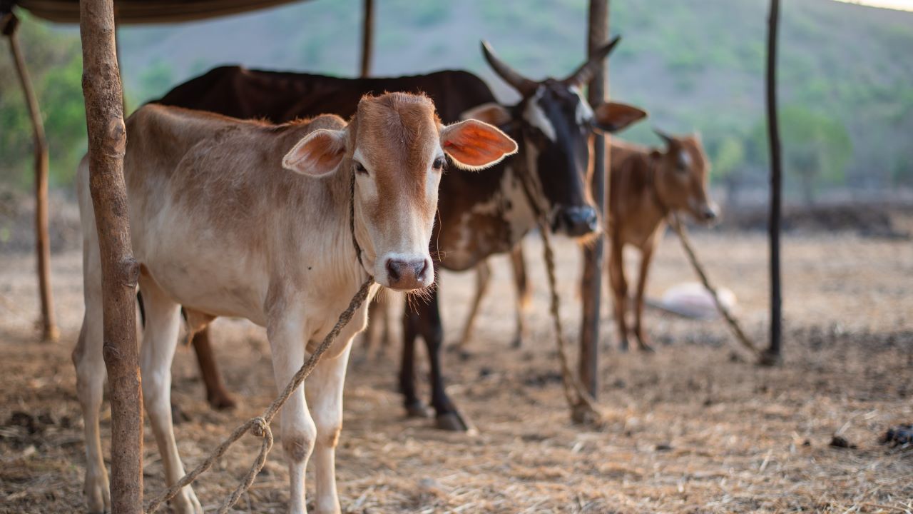 cow urine economy, gaumutra business, ayurveda products, indian startups, godhan nyay yojana, kamdhenu aayog, sustainable business, exports, belief-based markets