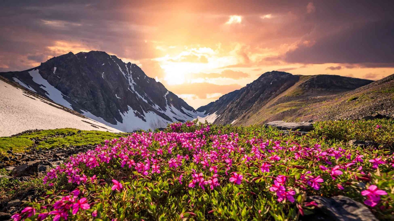 valley of flowers