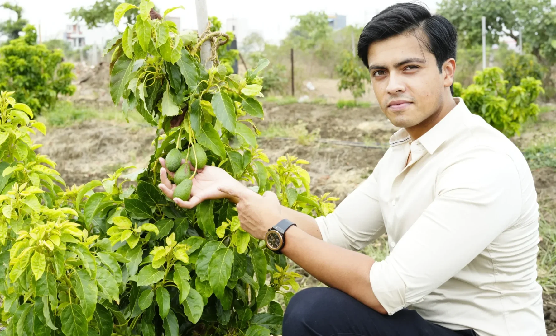 Indo Israel Avocado, Harshit Godha, Indo Israeli farming, avocado farming India, Israeli rootstocks India, Hass avocado Indo Israel, green skin avocado India, avocado cultivation Indo Israel, avocado pollination India, Indo Israel horticulture, Israeli agri technology, high value crops India, avocado orchard India, precision farming India, commercial avocado farming