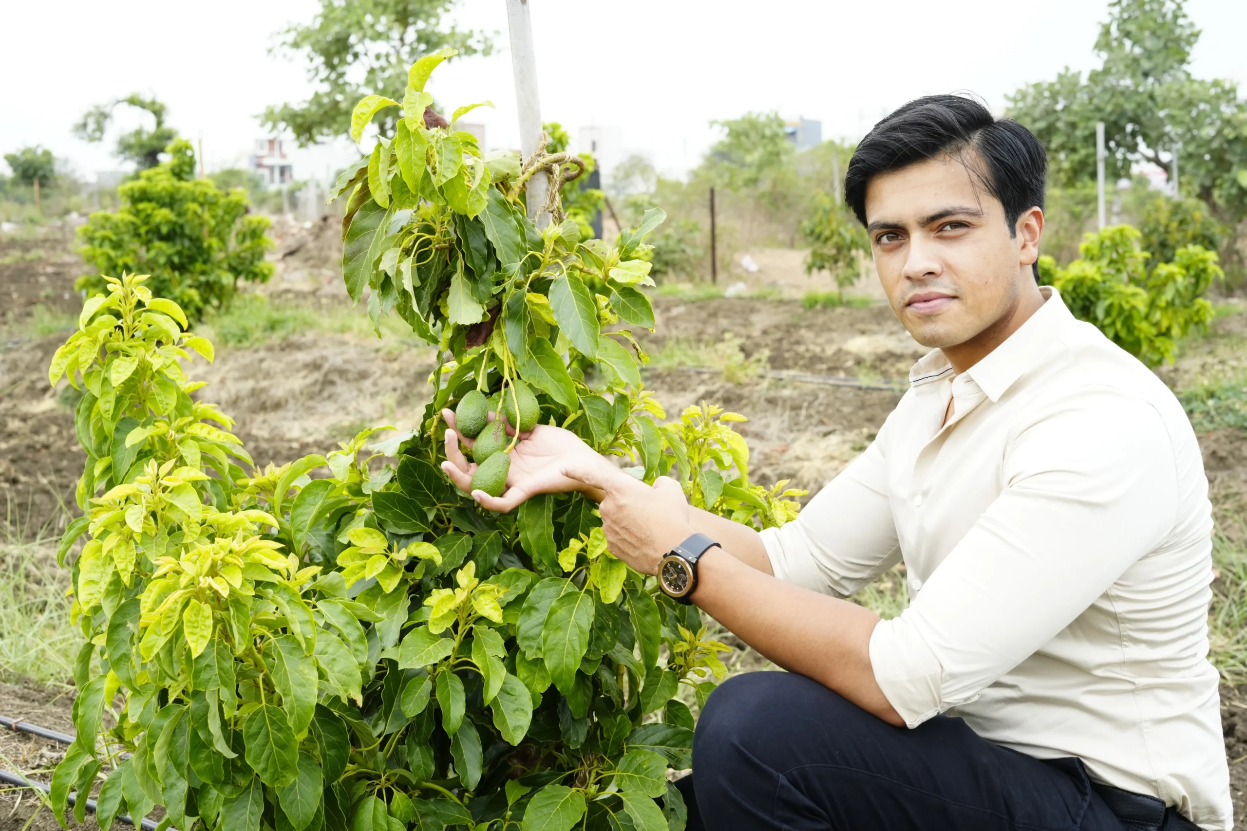 Indo Israel Avocado, Harshit Godha, Indo Israeli farming, avocado farming India, Israeli rootstocks India, Hass avocado Indo Israel, green skin avocado India, avocado cultivation Indo Israel, avocado pollination India, Indo Israel horticulture, Israeli agri technology, high value crops India, avocado orchard India, precision farming India, commercial avocado farming