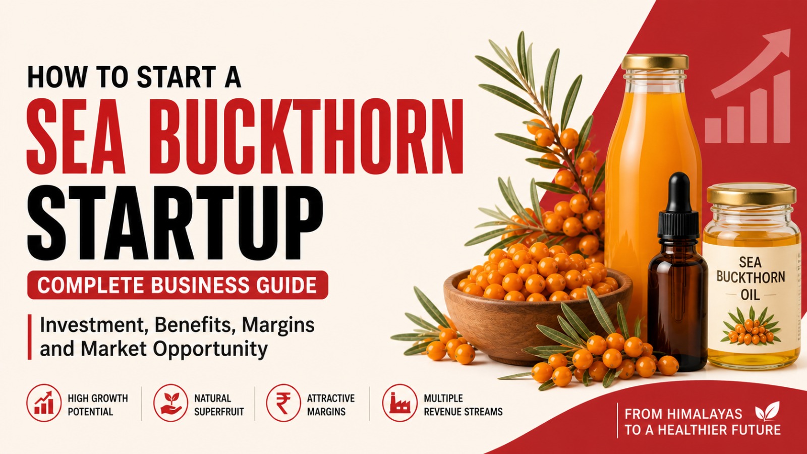 Sea Buckthorn Startup, Sea Buckthorn Business India, Himalayan Superfruit, Sea Buckthorn Benefits, Agri Startup India, Food Processing Business, Wellness Startup, Sea Buckthorn Juice, Sea Buckthorn Oil, Startup Guide India