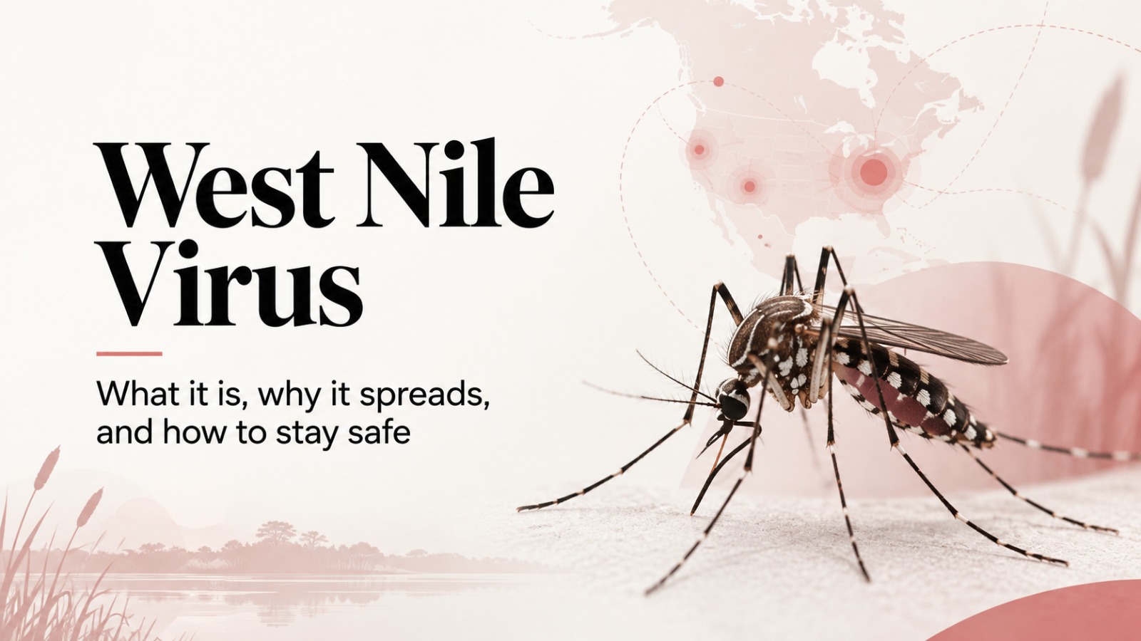 West Nile Virus Explained: What It Is, How It Spreads, Symptoms and Prevention